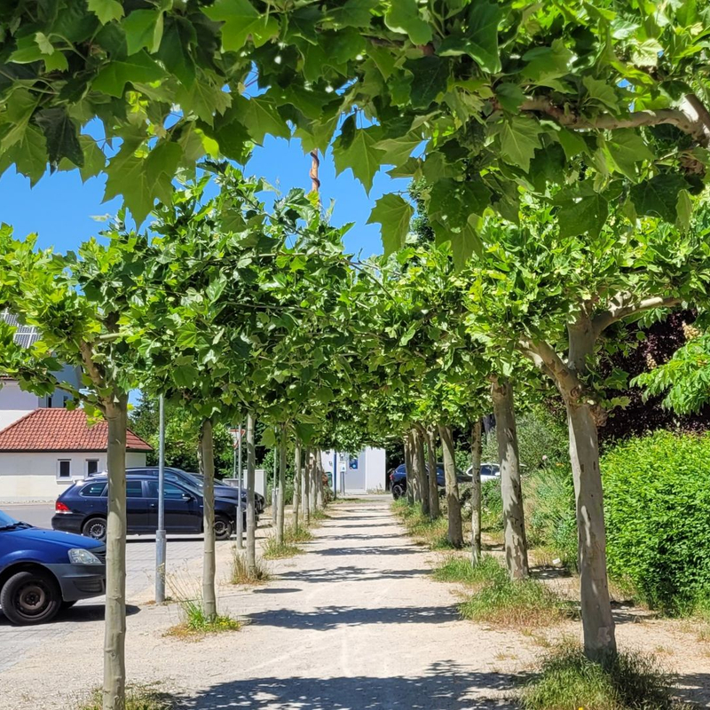 Platanenallee beim Rathausplatz
